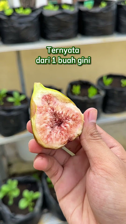 Nanam buah tin langsung dari buahnya. Berhasil dan tumbuh subur ?!