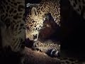 Capture de la vidéo Cute!! Newborn Baby Jaguar To The Animal World
