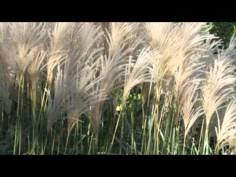 Video: Ornamental Switchgrass: Tips Menanam Switchgrass Di Taman Anda