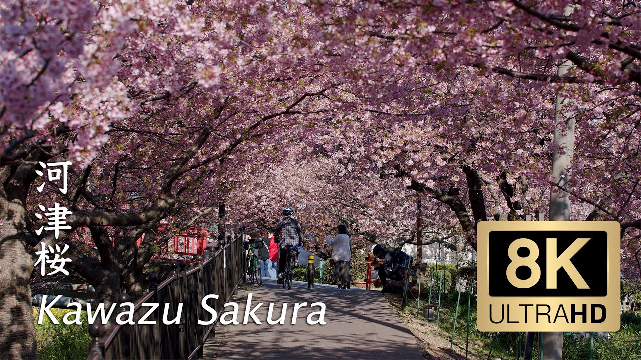 ⁣Kawazu Sakura (Cherry blossom) 2021 - Shizuoka - 河津 - 8K