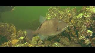Triggerfish In Het Grevelingenmeer 22