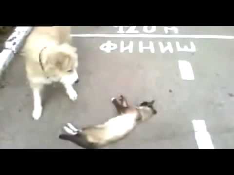 YouTube video ZDmtF0RXsLI thumbnail