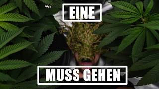 Das Zelt ist Voll! Jetzt muss eine Pflanze umziehen!
