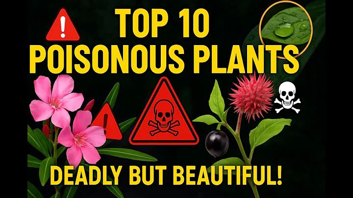 Top 10 Poisonous Plants: Nature's Deadly Beauties