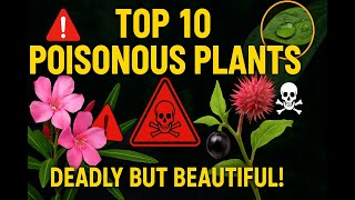 Top 10 Poisonous Plants Natures Deadly Beauties