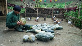 Pumpkin Harvest for Market Sale, Daily Farm Work | Single Life || EP.50