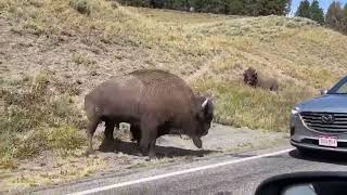 Bison attacks a car in Yellowstone National Park