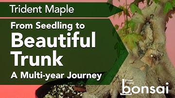 Bonsai 5 year Field Grown Journey of a Trident Maple from seedling to Beautiful Bonsai Trunk
