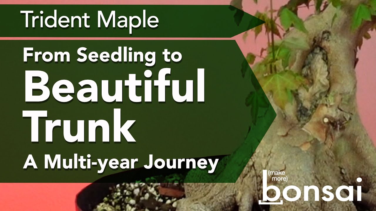 Bonsai 5 year Field Grown Journey of a Trident Maple from seedling to Beautiful Bonsai Trunk