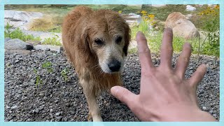 Retriever loves playing in the water he wouldn't leave until you say this magic word  'MA!'