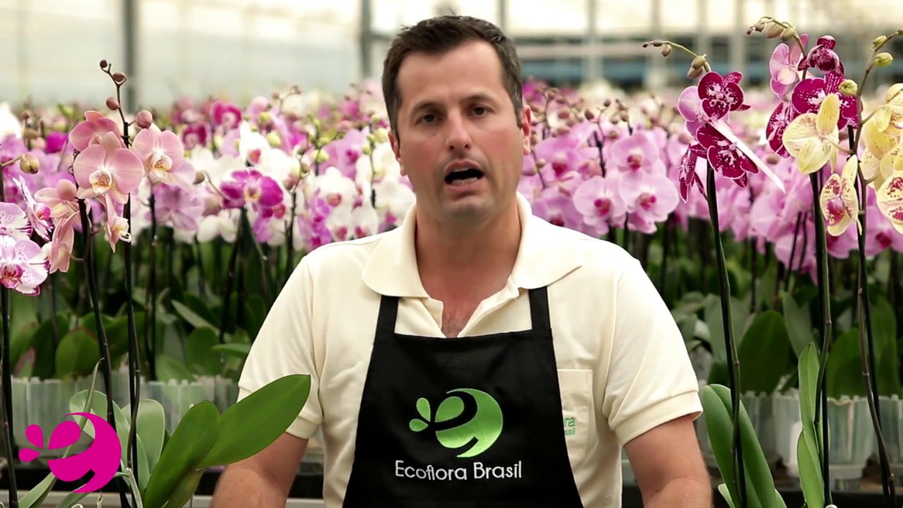 Devo colocar o adubo foliar também nas raízes?