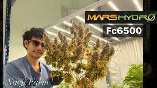 ปลูกกัญชาออโต้ Banana punch Auto ฟาร์มเนจิ  @MarsHydro_official Fc6500