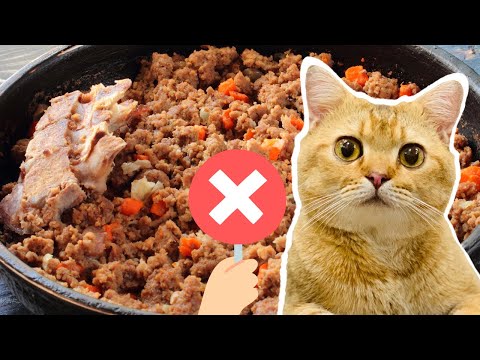 Video Sai Lầm Khi Tự Làm Pate Cho Mèo ???????? - youtube