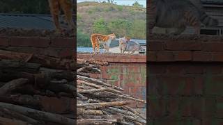 Juned’s Secret Date… Busted?! 😼💘#funny#cat#cats