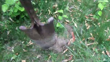 How to Propagate a Pear Tree