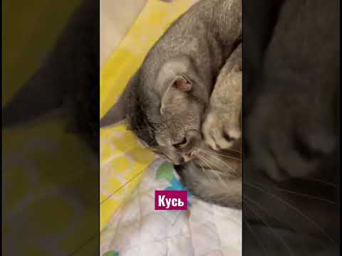 Сладун - помощник!