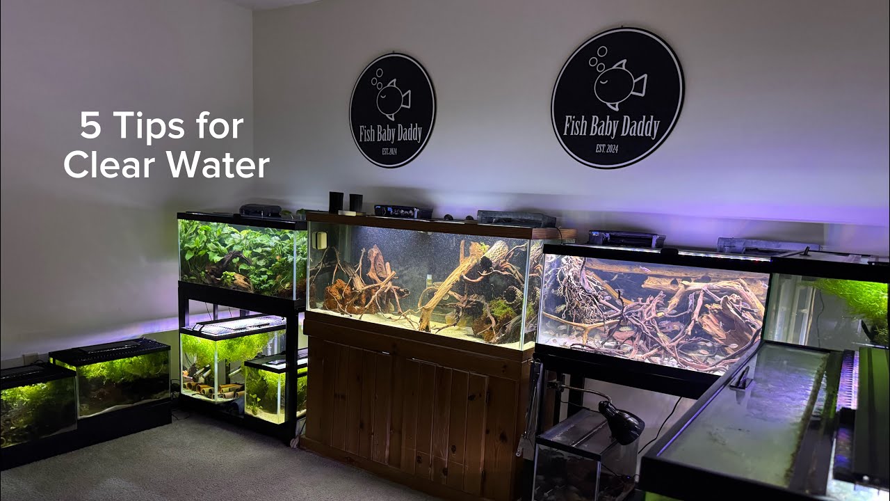 5 советов, как добиться чистой воды в аквариуме
