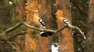 Dudek chocholatý (Upupa epops) Wiedehopf,Hoopoe