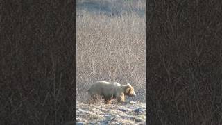 Hide-and-seek in bear country. #brownbear #hunting #alaskahunting