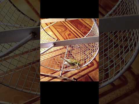 Кузнечик бегает в колесе (Katydid runs in Hamster wheel). #insects #animals