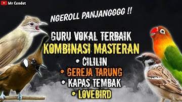 NGERIII..!!!KOMBINASI MASTERAN CILILIN, GEREJA TARUNG, KAPAS TEMBAK, DAN LOVEBIRD !!