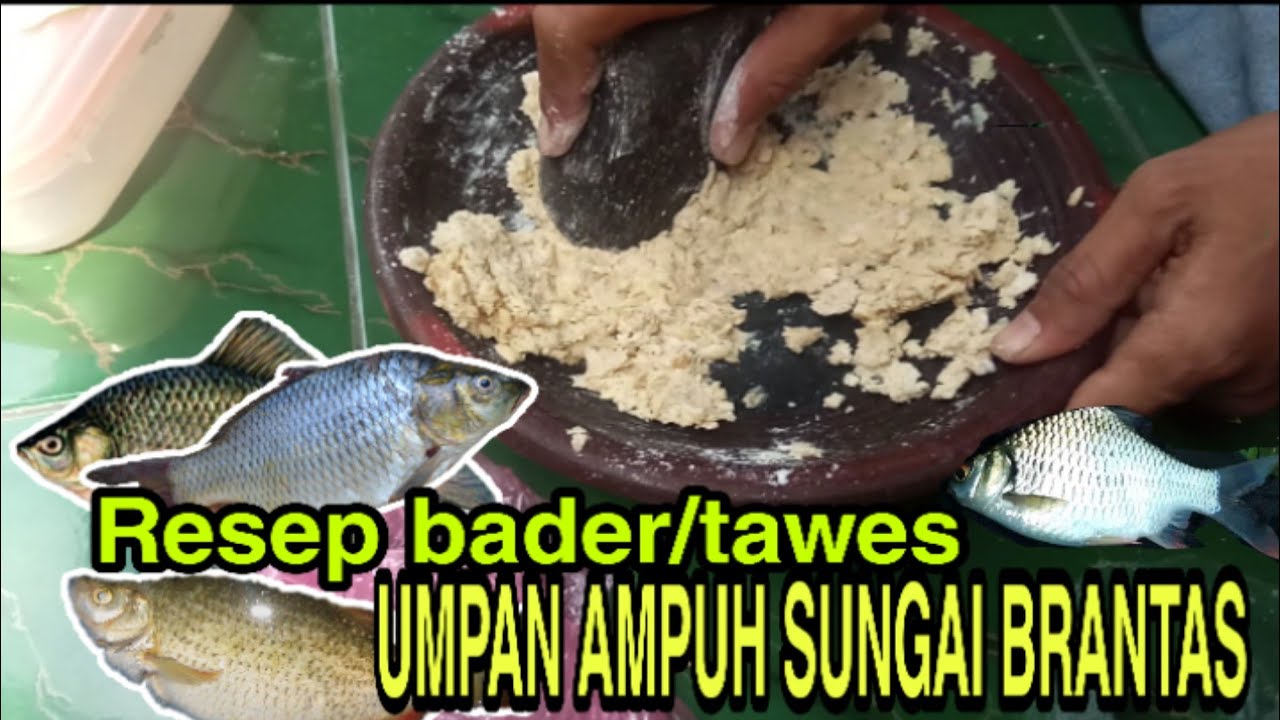 RACIKAN UMPAN JITU IKAN TAWES/BADER LIAR 