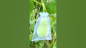 túi bọc trái cây bảo vệ hoa quả tránh sâu bệnh nâng cao năng suất