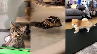 BEST OF REDDIT | r/aww of the week - aww animals compilation #2 😍