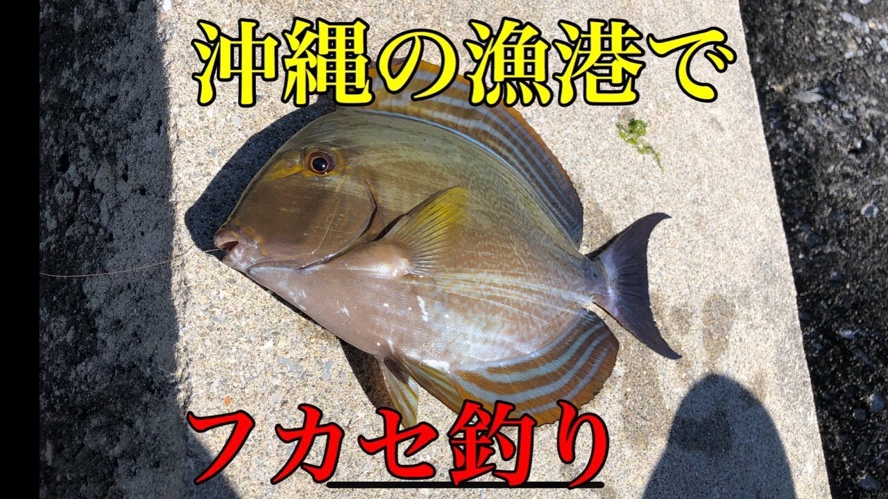 沖縄フカセ釣りの洗礼を受ける 後編 オキナワキチヌ チンシラー チヌ Youtube