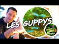 Poisson daquarium rput idal pour dbuter  le guppy   