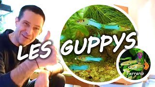 Poisson d'aquarium réputé idéal pour débuter : le Guppy 🐟 🐟 🐟