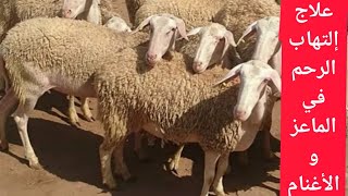 إلتهاب الرحم عند الماعز والاغنامInflammation of the uterus in goats and sheepفرج_فارم