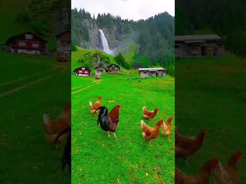 جمال الصباح في الريف مع الشلالات و صوت الديك