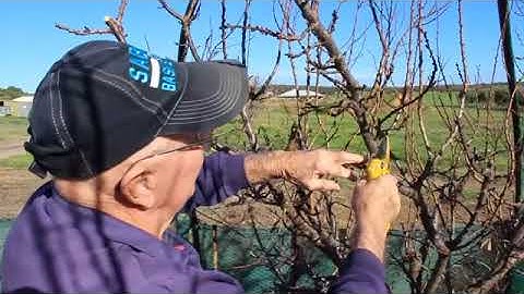 Ken Wells Apricot Tree Pruning