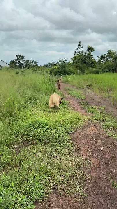 🤍🩵💚💙🩷 #dj #housemusic #edm #foryou #wildlife #gsds #dogfood #viralvideo