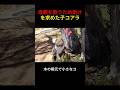 母親を救うため勇敢に人間に助けを求めた子コアラ