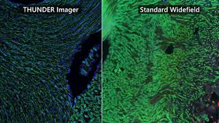 A GPS for your cells  - LAS X Navigator: Your roadmap to brilliant images screenshot 2