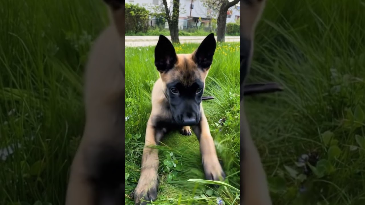 Watch My Dog's Deep Thoughts (Mostly About Snacks) 🐾😂 on YouTube Watch My Dog's Deep Thoughts (Mostly About Snacks) 🐾😂 on YouTube