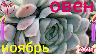 видео: ♈ОВЕН- НОЯБРЬ 2025г.+мой @tree-of-life14Ютуб канал для желающих ДУХОВНО РАЗВИВАТЬСЯ. картинка: ♈ОВЕН- НОЯБРЬ 2025г.+мой @tree-of-life14Ютуб канал для желающих ДУХОВНО РАЗВИВАТЬСЯ.