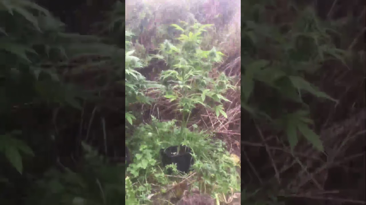 Uk guerilla grow 2017