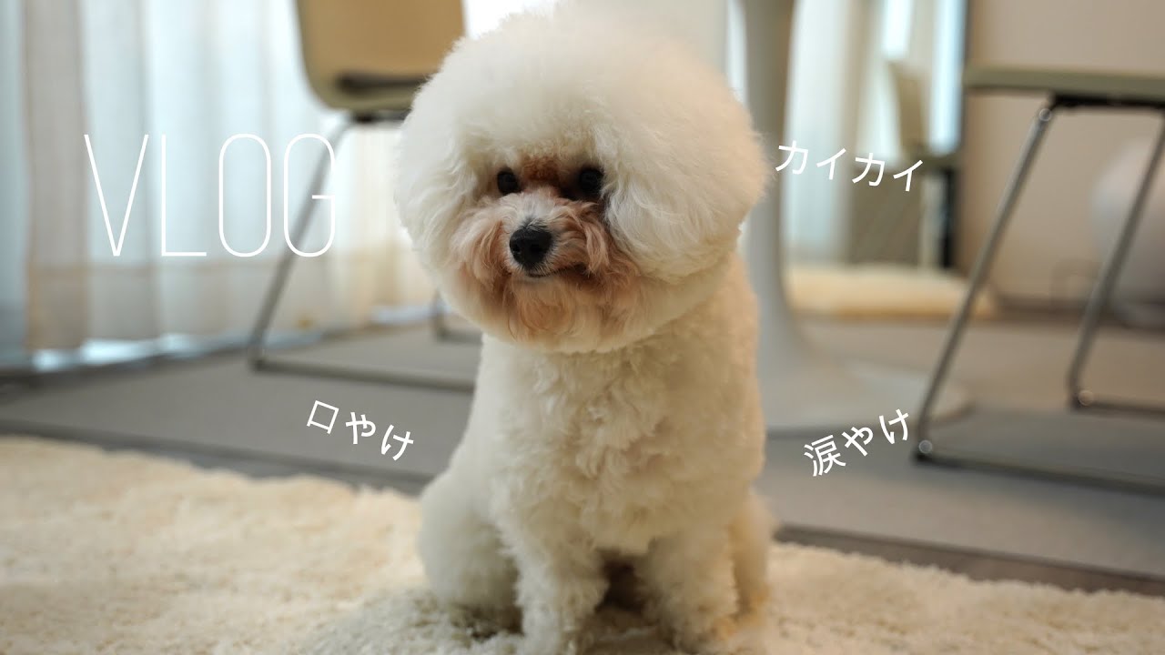 お家でできるアレルギー検査したら色んな原因がわかった