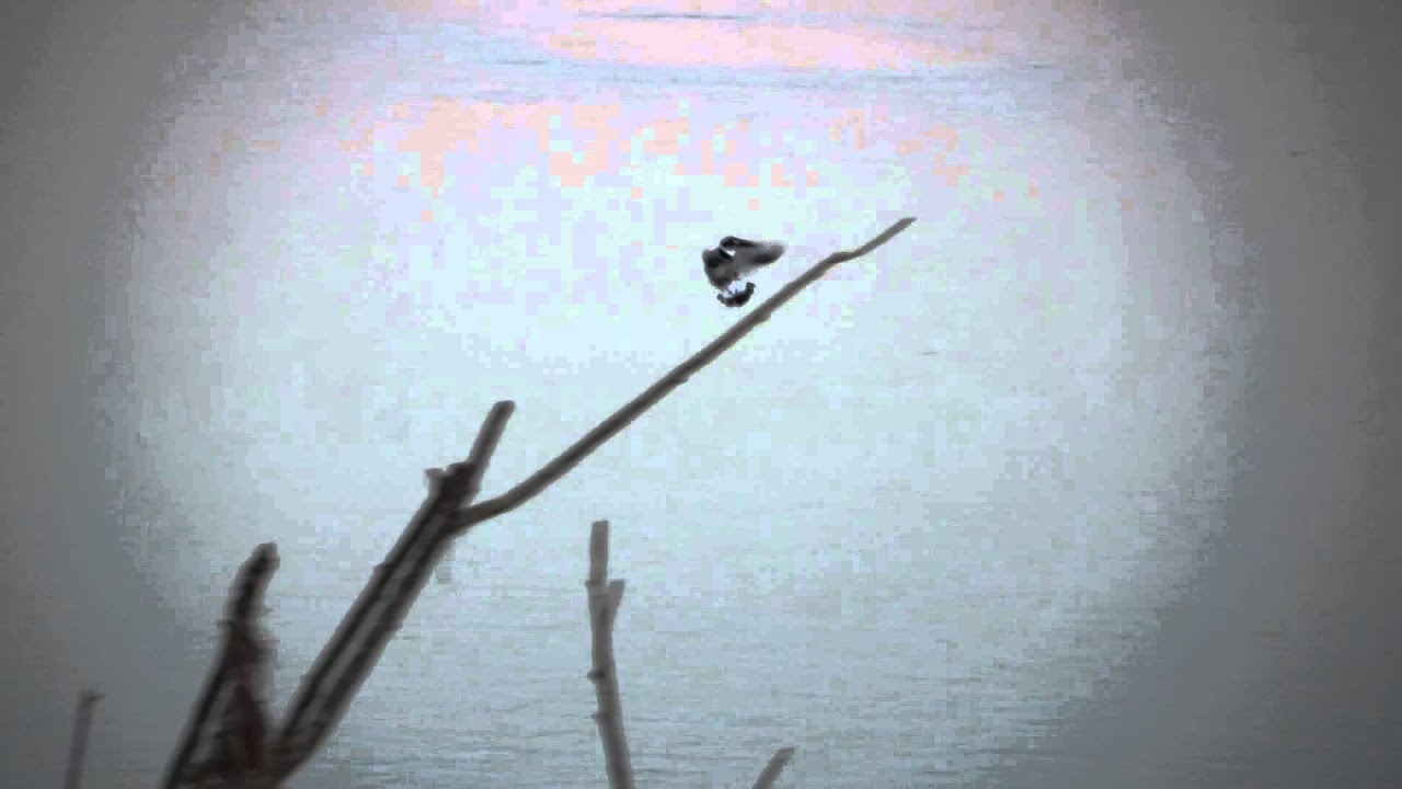 Pied Kingfisher, dawn, Zambesi River