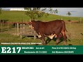 E217 - TOURO BRAFORD GERAÇÃO 2023 FAZENDA BASSO PANCOTTE