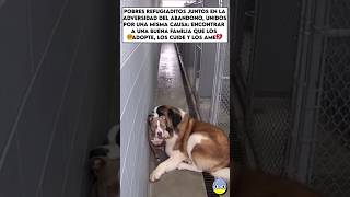 Los abandonaron y esperan en el refugio...😢💔#rescue #rescuedog #ayuda #doglove #viralvideo Los abandonaron y esperan en el refugio...😢💔#rescue #rescuedog #ayuda #doglove #viralvideo