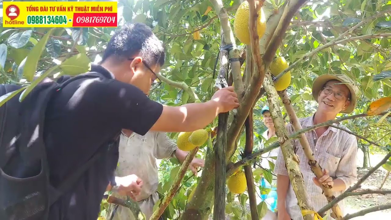 Vườn Mít Indo Ra Bông Đạt 100% - Dinh Dưỡng Nuôi Trái Mít Indo