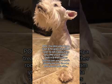 DOGS BE LIKE: