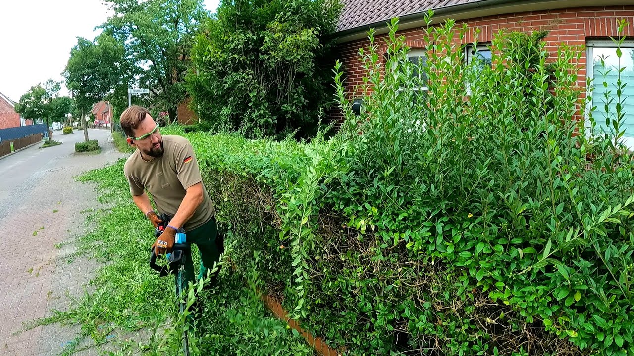 ⁣This NEGLECTED Yard Needed More Than Just Hedge Trimming