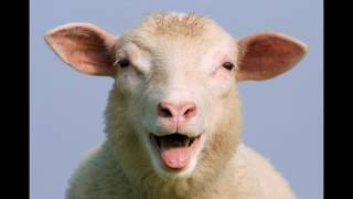 How (not) to catch a sheep