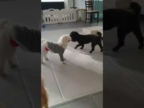 신난거야? 아님 화난거야? #강아지브이로그 #유치원 #유치원다니는개 #귀여워 #개귀여워