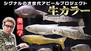 シグナルの次世代アピールプロジェクト「生カラー」を奥田学が公開　！